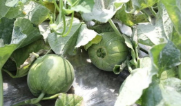 梁山吃瓜爆料是真的吗,真相还是谣言？